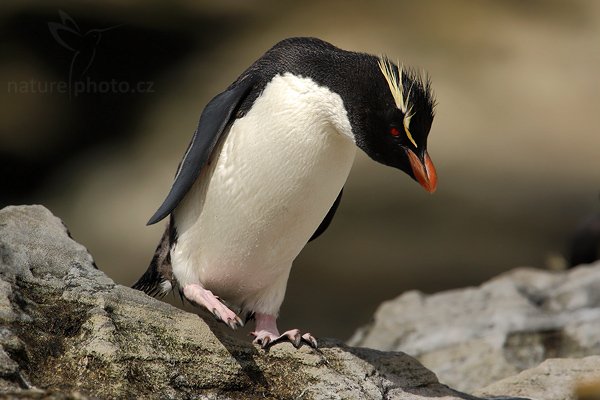 Tučňák skalní (Eudyptes chrysocome), Tučňák skalní (Eudyptes chrysocome), Rockhopper penguin, Autor: Ondřej Prosický | NaturePhoto.cz, Model: Canon EOS-1D Mark III, Objektiv: Canon EF 500mm f/4 L IS USM, Ohnisková vzdálenost (EQ35mm): 910 mm, stativ Gitzo 3540LS + RRS BH55, Clona: 6.3, Doba expozice: 1/4000 s, ISO: 500, Kompenzace expozice: 0, Blesk: Ne, Vytvořeno: 22. ledna 2009 16:05:06, Saunders Island (Falklandské ostrovy) 