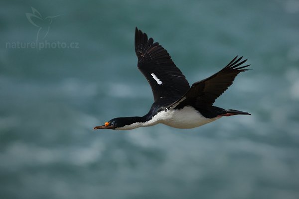 Kormorán císařský (Phalacrocorax atriceps), Kormorán císařský (Phalacrocorax atriceps), Imperial Shag, Autor: Ondřej Prosický | NaturePhoto.cz, Model: Canon EOS-1D Mark III, Objektiv: Canon EF 500mm f/4 L IS USM, Ohnisková vzdálenost (EQ35mm): 650 mm, stativ Gitzo 3540LS + RRS BH55, Clona: 7.1, Doba expozice: 1/2500 s, ISO: 400, Kompenzace expozice: -1/3, Blesk: Ne, Vytvořeno: 22. ledna 2009 17:39:16, Saunders Island (Falklandské ostrovy) 