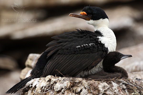 Kormorán císařský (Phalacrocorax atriceps), Kormorán císařský (Phalacrocorax atriceps), Imperial Shag, Autor: Ondřej Prosický | NaturePhoto.cz, Model: Canon EOS-1D Mark III, Objektiv: Canon EF 500mm f/4 L IS USM, Ohnisková vzdálenost (EQ35mm): 650 mm, stativ Gitzo 3540LS + RRS BH55, Clona: 5.6, Doba expozice: 1/320 s, ISO: 200, Kompenzace expozice: -2/3, Blesk: Ne, Vytvořeno: 22. ledna 2009 10:00:19, Saunders Island (Falklandské ostrovy) 