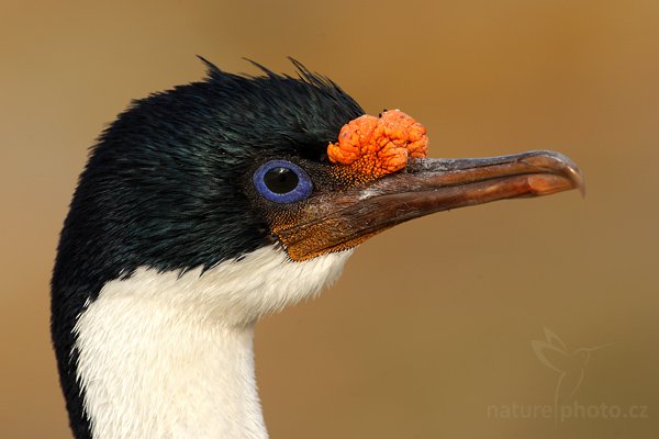 Kormorán císařský (Phalacrocorax atriceps), Kormorán císařský (Phalacrocorax atriceps), Imperial Shag, Autor: Ondřej Prosický | NaturePhoto.cz, Model: Canon EOS-1D Mark III, Objektiv: Canon EF 500mm f/4 L IS USM, Ohnisková vzdálenost (EQ35mm): 650 mm, stativ Gitzo 3540LS + RRS BH55, Clona: 9.0, Doba expozice: 1/160 s, ISO: 200, Kompenzace expozice: -1/3, Blesk: Ne, Vytvořeno: 22. ledna 2009 19:01:45, Saunders Island (Falklandské ostrovy) 
