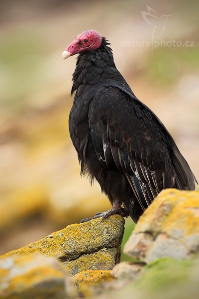Kondor krocanovitý (Cathartes aura), Kondor krocanovitý (Cathartes aura), Turkey vulture, Autor: Ondřej Prosický | NaturePhoto.cz, Model: Canon EOS-1D Mark III, Objektiv: Canon EF 500mm f/4 L IS USM, Ohnisková vzdálenost (EQ35mm): 650 mm, stativ Gitzo 3540LS + RRS BH55, Clona: 6.3, Doba expozice: 1/160 s, ISO: 200, Kompenzace expozice: -1/3, Blesk: Ne, Vytvořeno: 22. ledna 2009 11:10:52, Saunders Island (Falklandské ostrovy) 