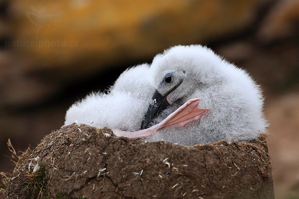 Albatros černobrvý (Thalassarche melanophris), Albatros černobrvý (Thalassarche melanophris), Black-browed albratross, Autor: Ondřej Prosický | NaturePhoto.cz, Model: Canon EOS 5D Mark II, Objektiv: Canon EF 500mm f/4 L IS USM, stativ Gitzo 3540LS + RRS BH55, Clona: 5.6, Doba expozice: 1/125 s, ISO: 200, Kompenzace expozice: -2/3, Blesk: Ne, Vytvořeno: 21. ledna 2009 19:17:11, Saunders Island (Falklandské ostrovy) 
