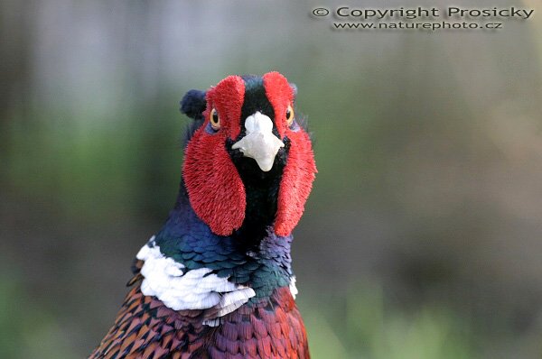 Bažant obecný (Phasianus colchicus), Bažant obecný (Phasianus colchicus), Common Pheasant, Autor: Ondřej Prosický, Model aparátu: Canon EOS 300D DIGITAL, Objektiv: Canon EF 400mm f/5.6 L USM, Ohnisková vzdálenost: 400.00 mm, monopod Manfrotto 681B + 234RC, Clona: 6.30, Doba expozice: 1/60 s, ISO: 400, Vyvážení expozice: 0.33, Vytvořeno: 30. dubna 2005 16:24:44, Praha 10 - Strašnice (ČR) 