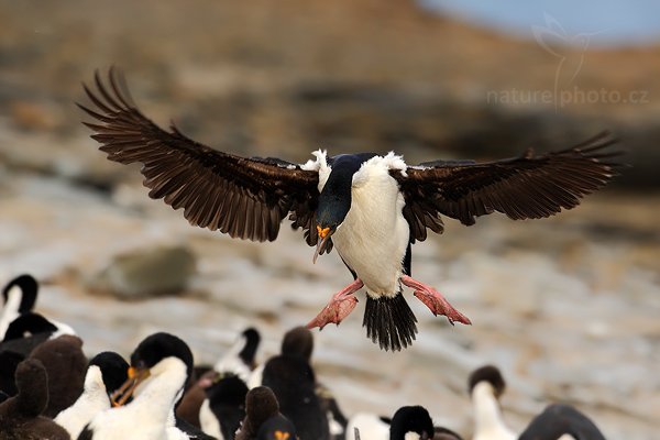 Kormorán císařský (Phalacrocorax atriceps), Kormorán císařský (Phalacrocorax atriceps), Imperial Shag, Autor: Ondřej Prosický | NaturePhoto.cz, Model: Canon EOS-1D Mark III, Objektiv: Canon EF 500mm f/4 L IS USM, Ohnisková vzdálenost (EQ35mm): 650 mm, stativ Gitzo 3540LS + RRS BH55, Clona: 6.3, Doba expozice: 1/800 s, ISO: 640, Kompenzace expozice: 0, Blesk: Ne, Vytvořeno: 18. ledna 2009 19:09:33, Sea Lion Island (Falklandské ostrovy) 