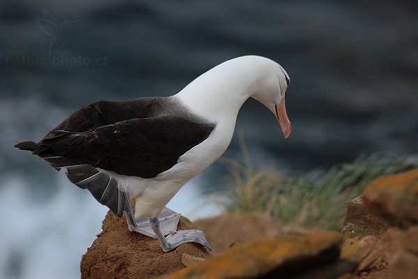 Albatros černobrvý (Thalassarche melanophris), Albatros černobrvý (Thalassarche melanophris), Black-browed albratross, Autor: Ondřej Prosický | NaturePhoto.cz, Model: Canon EOS 5D Mark II, Objektiv: Canon EF 500mm f/4 L IS USM, stativ Gitzo 3540LS + RRS BH55, Clona: 8.0, Doba expozice: 1/200 s, ISO: 400, Kompenzace expozice: -1, Blesk: Ne, Vytvořeno: 21. ledna 2009 20:28:20, Saunders Island (Falklandské ostrovy) 