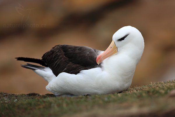 Albatros černobrvý (Thalassarche melanophris), Albatros černobrvý (Thalassarche melanophris), Black-browed albratross, Autor: Ondřej Prosický | NaturePhoto.cz, Model: Canon EOS 5D Mark II, Objektiv: Canon EF 500mm f/4 L IS USM, stativ Gitzo 3540LS + RRS BH55, Clona: 5.0, Doba expozice: 1/400 s, ISO: 400, Kompenzace expozice: -1, Blesk: Ne, Vytvořeno: 21. ledna 2009 19:49:52, Saunders Island (Falklandské ostrovy) 