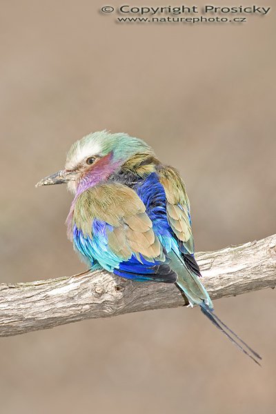 Mandelík fialovoprsý (Coracias caudatus), Autor: Ondřej Prosický, Model aparátu: Canon EOS-1D Mark II, Objektiv: Canon EF 400mm f/5.6 L USM, Ohnisková vzdálenost: 400.00 mm, monopod Manfrotto 681B + 234RC, Clona: 6.30, Doba expozice: 1/250 s, ISO: 100, Vyvážení expozice: 0.00, Blesk: Ano, Vytvořeno: 10. dubna 2005 10:26:24 