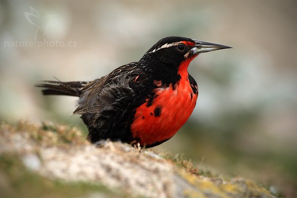 Vlhovec dlouhoocasý (Sturnella loyca falklandica), Vlhovec dlouhoocasý (Sturnella loyca falklandica), Long-tailed Meadowlark, Autor: Ondřej Prosický | NaturePhoto.cz, Model: Canon EOS-1D Mark III, Objektiv: Canon EF 500mm f/4 L IS USM, Ohnisková vzdálenost (EQ35mm): 650 mm, stativ Gitzo, Clona: 6.3, Doba expozice: 1/640 s, ISO: 320, Kompenzace expozice: +1/3, Blesk: Ano, Vytvořeno: 23. ledna 2009 13:47:29, Saunders Island (Falklandské ostrovy) 