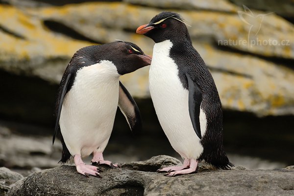 Tučňák skalní (Eudyptes chrysocome), Tučňák skalní (Eudyptes chrysocome), Rockhopper penguin, Autor: Ondřej Prosický | NaturePhoto.cz, Model: Canon EOS-1D Mark III, Objektiv: Canon EF 500mm f/4 L IS USM, Ohnisková vzdálenost (EQ35mm): 650 mm, stativ Gitzo, Clona: 4.5, Doba expozice: 1/640 s, ISO: 400, Kompenzace expozice: -1/3, Blesk: Ano, Vytvořeno: 22. ledna 2009 9:20:26, Saunders Island (Falklandské ostrovy) 