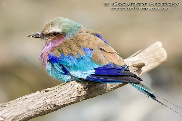 Mandelík fialovoprsý (Coracias caudatus), Autor: Ondřej Prosický, Model aparátu: Canon EOS-1D Mark II, Objektiv: Canon EF 400mm f/5.6 L USM, Ohnisková vzdálenost: 400.00 mm, monopod Manfrotto 681B + 234RC, Clona: 6.30, Doba expozice: 1/250 s, ISO: 100, Vyvážení expozice: 0.00, Blesk: Ano, Vytvořeno: 10. dubna 2005 10:25:21