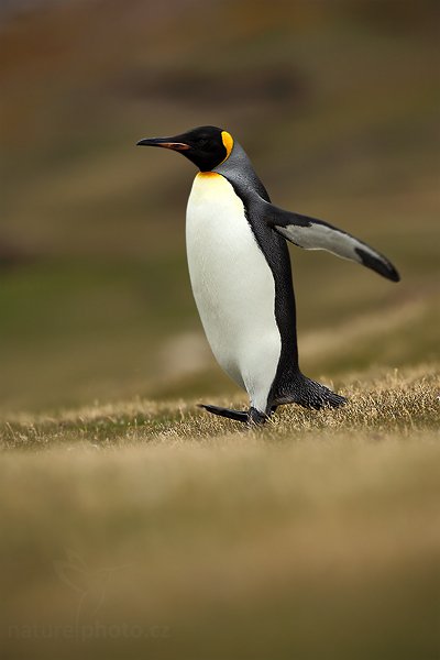 Tučňák patagonský (Aptenodytes patagonicus), Tučňák patagonský (Aptenodytes patagonicus), King penguin, Autor: Ondřej Prosický | NaturePhoto.cz, Model: Canon EOS 5D Mark II, Objektiv: Canon EF 500mm f/4 L IS USM, stativ Gitzo, Clona: 5.6, Doba expozice: 1/200 s, ISO: 100, Kompenzace expozice: -1/3, Blesk: Ne, Vytvořeno: 23. ledna 2009 17:01:46, Saunders Island (Falklandské ostrovy) 