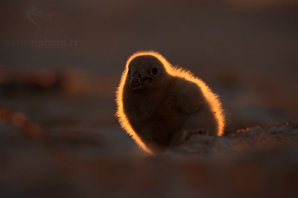 Chaluha jižní (Catharacta antarctica), Chaluha jižní (Catharacta antarctica, Stercorarius antarcticus), Brown skua, Autor: Ondřej Prosický | NaturePhoto.cz, Model: Canon EOS 5D Mark II, Objektiv: Canon EF 500mm f/4 L IS USM, stativ Gitzo, Clona: 6.3, Doba expozice: 1/160 s, ISO: 640, Kompenzace expozice: -1 2/3, Blesk: Ne, Vytvořeno: 22. ledna 2009 20:52:32, Saunders Island (Falklandské ostrovy) 