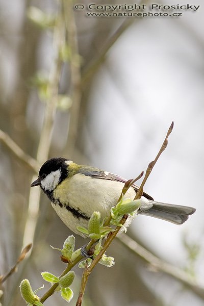 Sýkora koňadra (Parus major), Autor: Ondřej Prosický, Model aparátu: Canon EOS-1D Mark II, Objektiv: Canon EF 400mm f/5.6 L USM, Ohnisková vzdálenost: 400.00 mm, monopod Manfrotto 681B + 234RC, Clona: 7.10, Doba expozice: 1/250 s, ISO: 100, Vyvážení expozice: 0.00, Blesk: Ano, Vytvořeno: 10. dubna 2005 10:15:37, Praha - Troja (ČR)