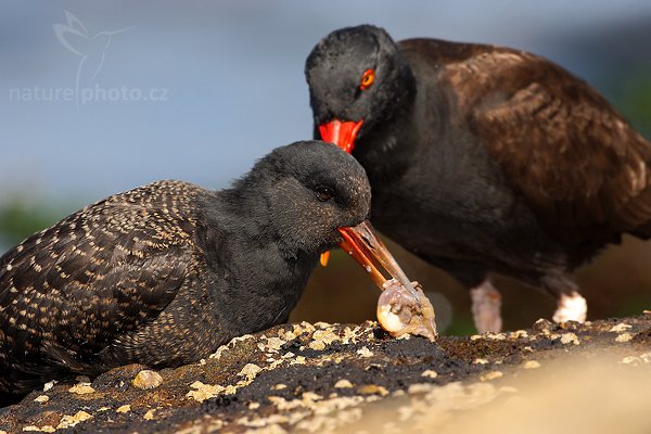 Ústřičník tmavý (Haematopus ater), Ústřičník tmavý (Haematopus ater), Blakish Oystercatcher, Autor: Ondřej Prosický | NaturePhoto.cz, Model: Canon EOS-1D Mark III, Objektiv: Canon EF 500mm f/4 L IS USM, Ohnisková vzdálenost (EQ35mm): 650 mm, stativ Gitzo, Clona: 8.0, Doba expozice: 1/400 s, ISO: 200, Kompenzace expozice: 0, Blesk: Ano, Vytvořeno: 25. ledna 2009 15:27:05, Carcass Island (Falklandské ostrovy) 