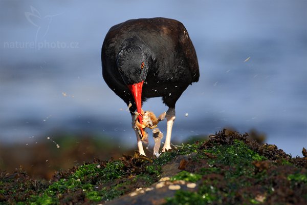 Ústřičník tmavý (Haematopus ater), Ústřičník tmavý (Haematopus ater), Blakish Oystercatcher, Autor: Ondřej Prosický | NaturePhoto.cz, Model: Canon EOS-1D Mark III, Objektiv: Canon EF 500mm f/4 L IS USM, Ohnisková vzdálenost (EQ35mm): 650 mm, stativ Gitzo, Clona: 7.1, Doba expozice: 1/640 s, ISO: 200, Kompenzace expozice: 0, Blesk: Ne, Vytvořeno: 25. ledna 2009 15:26:46, Carcass Island (Falklandské ostrovy) 