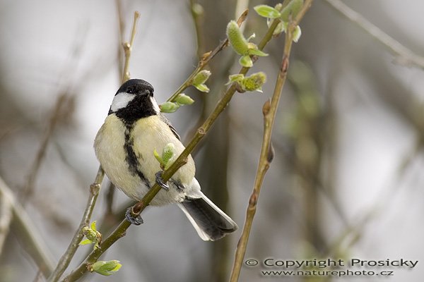 Sýkora koňadra (Parus major), Autor: Ondřej Prosický, Model aparátu: Canon EOS-1D Mark II, Objektiv: Canon EF 400mm f/5.6 L USM, Ohnisková vzdálenost: 400.00 mm, monopod Manfrotto 681B + 234RC, Clona: 7.10, Doba expozice: 1/250 s, ISO: 100, Vyvážení expozice: 0.00, Blesk: Ano, Vytvořeno: 10. dubna 2005 10:15:09, Praha - Troja (ČR) 
