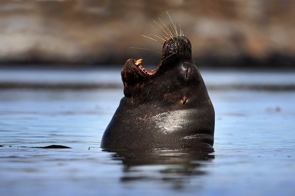 Lachtan hřivnatý (Otaria flavescens), Lachtan hřivnatý (Otaria flavescens), Sea lion, Autor: Ondřej Prosický | NaturePhoto.cz, Model: Canon EOS-1D Mark III, Objektiv: Canon EF 500mm f/4 L IS USM, Ohnisková vzdálenost (EQ35mm): 650 mm, stativ Gitzo, Clona: 8.0, Doba expozice: 1/640 s, ISO: 200, Kompenzace expozice: 0, Blesk: Ne, Vytvořeno: 27. ledna 2009 13:15:27, Sea Lion Island (Falklandské ostrovy)