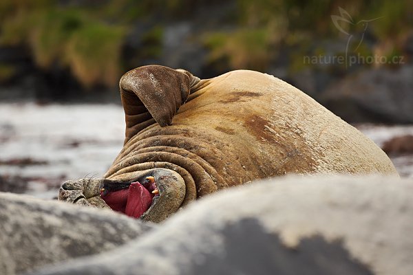 Rypouš sloní (Mirounga leonina), Rypouš sloní (Mirounga leonina), Elephant seal, Autor: Ondřej Prosický | NaturePhoto.cz, Model: Canon EOS 5D Mark II, Objektiv: Canon EF 500mm f/4 L IS USM, stativ Gitzo, Clona: 5.6, Doba expozice: 1/1000 s, ISO: 200, Kompenzace expozice: -1/3, Blesk: Ne, Vytvořeno: 18. ledna 2009 12:01:09, Sea Lion Island (Falklandské ostrovy)