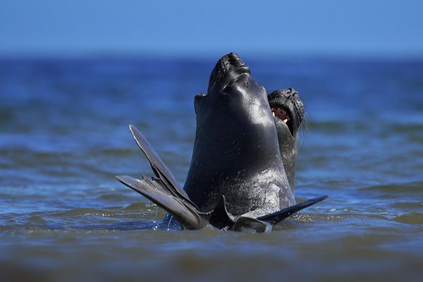 Rypouš sloní (Mirounga leonina), Rypouš sloní (Mirounga leonina), Elephant seal, Autor: Ondřej Prosický | NaturePhoto.cz, Model: Canon EOS-1D Mark III, Objektiv: Canon EF 500mm f/4 L IS USM, Ohnisková vzdálenost (EQ35mm): 650 mm, stativ Gitzo, Clona: 5.0, Doba expozice: 1/1600 s, ISO: 200, Kompenzace expozice: -2/3, Blesk: Ne, Vytvořeno: 26. ledna 2009 10:01:59, Carcass Island (Falklandské ostrovy)