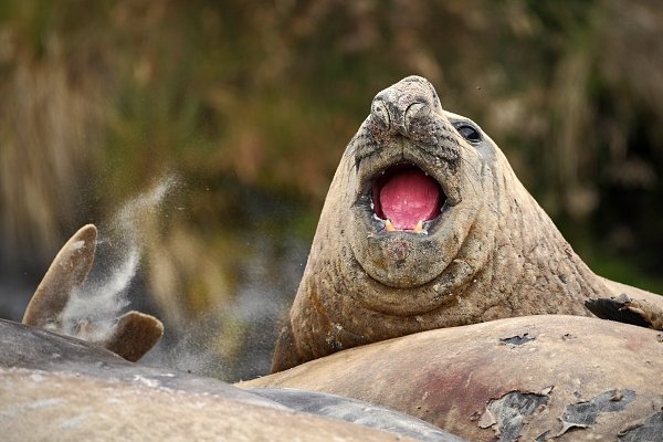 Rypouš sloní (Mirounga leonina), Rypouš sloní (Mirounga leonina), Elephant seal, Autor: Ondřej Prosický | NaturePhoto.cz, Model: Canon EOS-1D Mark III, Objektiv: Canon EF 500mm f/4 L IS USM, Ohnisková vzdálenost (EQ35mm): 650 mm, stativ Gitzo, Clona: 4.0, Doba expozice: 1/800 s, ISO: 200, Kompenzace expozice: 0, Blesk: Ne, Vytvořeno: 18. ledna 2009 10:28:21, Sea Lion Island (Falklandské ostrov