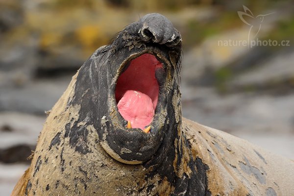 Rypouš sloní (Mirounga leonina), Rypouš sloní (Mirounga leonina), Elephant seal, Autor: Ondřej Prosický | NaturePhoto.cz, Model: Canon EOS-1D Mark III, Objektiv: Canon EF 500mm f/4 L IS USM, Ohnisková vzdálenost (EQ35mm): 650 mm, stativ Gitzo, Clona: 8.0, Doba expozice: 1/640 s, ISO: 250, Kompenzace expozice: 0, Blesk: Ne, Vytvořeno: 18. ledna 2009 11:04:26, Sea Lion Island (Falklandské ostrovy)