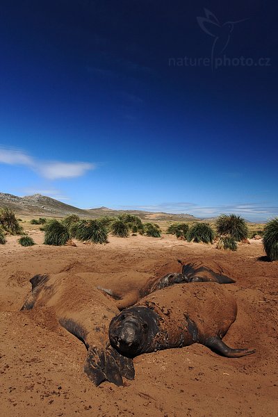 Rypouš sloní (Mirounga leonina), Rypouš sloní (Mirounga leonina), Elephant seal, Autor: Ondřej Prosický | NaturePhoto.cz, Model: Canon EOS 5D Mark II, Objektiv: Canon EF 17-40mm f/4 L USM, fotografováno z ruky, Clona: 10, Doba expozice: 1/320 s, ISO: 200, Kompenzace expozice: -1, Blesk: Ne, Vytvořeno: 26. ledna 2009 13:37:26, Sea Lion Island (Falklandské ostrovy)