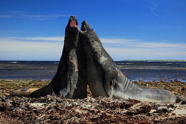 Rypouš sloní (Mirounga leonina), Rypouš sloní (Mirounga leonina), Elephant seal, Autor: Ondřej Prosický | NaturePhoto.cz, Model: Canon EOS 5D Mark II, Objektiv: Canon EF 85mm f/1.8 L USM, stativ Gitzo, Clona: 13, Doba expozice: 1/40 s, ISO: 100, Kompenzace expozice: -1, Blesk: Ne, Vytvořeno: 26. ledna 2009 13:33:08, Carcass Island (Falklandské ostrovy)