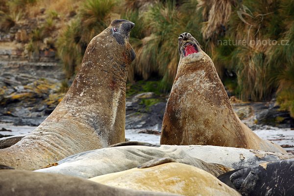 Rypouš sloní (Mirounga leonina), Rypouš sloní (Mirounga leonina), Elephant seal, Autor: Ondřej Prosický | NaturePhoto.cz, Model: Canon EOS 5D Mark II, Objektiv: Canon EF 500mm f/4 L IS USM, stativ Gitzo, Clona: 6.3, Doba expozice: 1/800 s, ISO: 200, Kompenzace expozice: -1/3, Blesk: Ne, Vytvořeno: 18. ledna 2009 11:41:23, Sea Lion Island (Falklandské ostrovy)