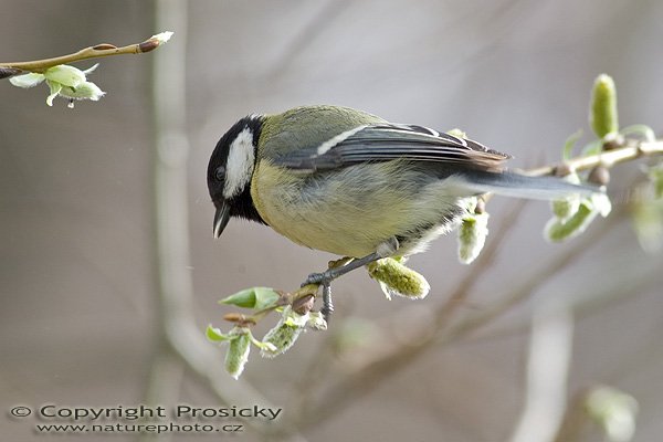 Sýkora koňadra (Parus major), Autor: Ondřej Prosický, Model aparátu: Canon EOS-1D Mark II, Objektiv: Canon EF 400mm f/5.6 L USM, Ohnisková vzdálenost: 400.00 mm, monopod Manfrotto 681B + 234RC, Clona: 5.60, Doba expozice: 1/400 s, ISO: 200, Vyvážení expozice: 0.33, Blesk: Ne, Vytvořeno: 10. dubna 2005 10:01:48, Praha - Troja (ČR) 