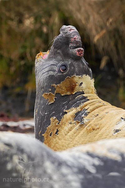 Rypouš sloní (Mirounga leonina), Rypouš sloní (Mirounga leonina), Elephant seal, Autor: Ondřej Prosický | NaturePhoto.cz, Model: Canon EOS 5D Mark II, Objektiv: Canon EF 500mm f/4 L IS USM, stativ Gitzo, Clona: 8.0, Doba expozice: 1/400 s, ISO: 200, Kompenzace expozice: -1/3, Blesk: Ne, Vytvořeno: 18. ledna 2009 11:54:45, Sea Lion Island (Falklandské ostrovy)