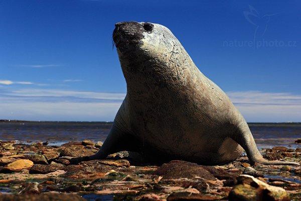 Rypouš sloní (Mirounga leonina), Rypouš sloní (Mirounga leonina), Elephant seal, Autor: Ondřej Prosický | NaturePhoto.cz, Model: Canon EOS 5D Mark II, Objektiv: Canon EF 85mm f/1.8 USM, fotografováno z ruky, Clona: 8.0, Doba expozice: 1/250 s, ISO: 200, Kompenzace expozice: -1 2/3, Blesk: Ne, Vytvořeno: 26. ledna 2009 13:07:40, Carcass (Falklandské ostrovy)
