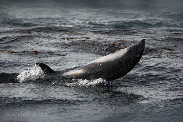 Plískavice jižní (Lagenorhynchus australis)