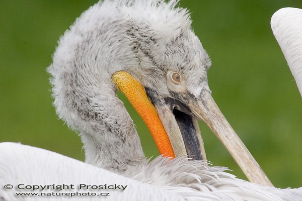 Pelikán kadeřavý (Pelecanus crispus), Autor: Ondřej Prosický, Model aparátu: Canon EOS-1D Mark II, Objektiv: Canon EF 400mm f/5.6 L USM, Ohnisková vzdálenost: 400.00 mm, monopod Manfrotto 681B + 234RC, Clona: 6.30, Doba expozice: 1/500 s, ISO: 200, Vyvážení expozice: 0.33, Blesk: Ne, Vytvořeno: 10. dubna 2005 9:30:31, ZOO Praha - Troja (ČR) 