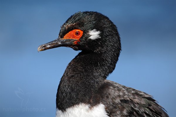 Kormorán skalní (Phalacrocorax magellanicus), Kormorán skalní (Phalacrocorax magellanicus), Rock Shag, Autor: Ondřej Prosický | NaturePhoto.cz, Model: Canon EOS-1D Mark III, Objektiv: Canon EF 500mm f/4 L IS USM, Ohnisková vzdálenost (EQ35mm): 650 mm, stativ Gitzo, Clona: 8.0, Doba expozice: 1/640 s, ISO: 200, Kompenzace expozice: -1/3, Blesk: Ne, Vytvořeno: 25. ledna 2009 15:53:14, Carcass Island (Falklandské ostrovy) 