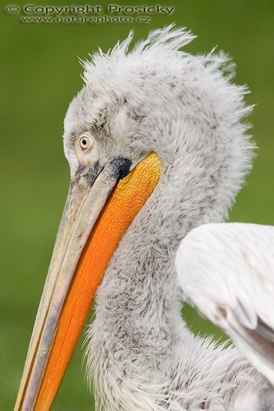 Pelikán kadeřavý (Pelecanus crispus), Autor: Ondřej Prosický, Model aparátu: Canon EOS-1D Mark II, Objektiv: Canon EF 400mm f/5.6 L USM, Ohnisková vzdálenost: 400.00 mm, monopod Manfrotto 681B + 234RC, Clona: 6.30, Doba expozice: 1/500 s, ISO: 200, Vyvážení expozice: 0.33, Blesk: Ne, Vytvořeno: 10. dubna 2005 9:29:25, ZOO Praha - Troja (ČR) 