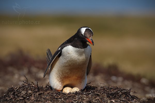 Tučňák oslí (Pygoscelis papua), Tučňák oslí (Pygoscelis papua), Gentoo penguin, Autor: Ondřej Prosický | NaturePhoto.cz, Model: Canon EOS-1D Mark III, Objektiv: Canon EF 500mm f/4 L IS USM, Ohnisková vzdálenost (EQ35mm): 650 mm, stativ Gitzo, Clona: 6.3, Doba expozice: 1/1000 s, ISO: 100, Kompenzace expozice: -2/3, Blesk: Ne, Vytvořeno: 27. ledna 2009 15:33:54, Carcass Island (Falklandské ostrovy)