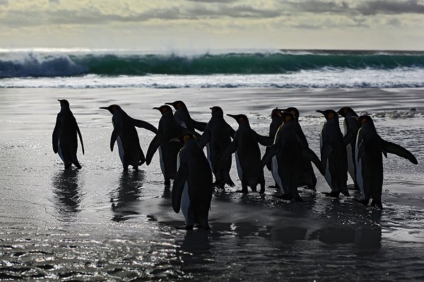 Tučňák patagonský (Aptenodytes patagonicus), Tučňák patagonský (Aptenodytes patagonicus), King penguin, Autor: Ondřej Prosický | NaturePhoto.cz, Model: Canon EOS 5D Mark II, Objektiv: Canon EF 500mm f/4 L IS USM, stativ Gitzo, Clona: 6.3, Doba expozice: 1/800 s, ISO: 100, Kompenzace expozice: -1 1/3, Blesk: Ne, Vytvořeno: 15. ledna 2009 8:24:33, Volunteer Pint (Falklandské ostrovy) 
