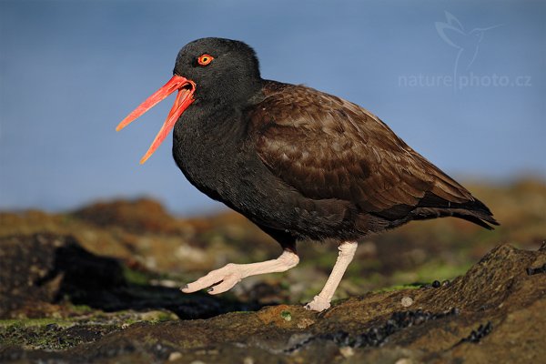 Ústřičník tmavý (Haematopus ater), Ústřičník tmavý (Haematopus ater), Blakish oystercatcher, Autor: Ondřej Prosický | NaturePhoto.cz, Model: Canon EOS-1D Mark III, Objektiv: Canon EF 500mm f/4 L IS USM, Ohnisková vzdálenost (EQ35mm): 650 mm, stativ Gitzo, Clona: 5.6, Doba expozice: 1/1600 s, ISO: 200, Kompenzace expozice: -1, Blesk: Ne, Vytvořeno: 25. ledna 2009 18:50:33, Carcass Island (Falklandské ostrovy)