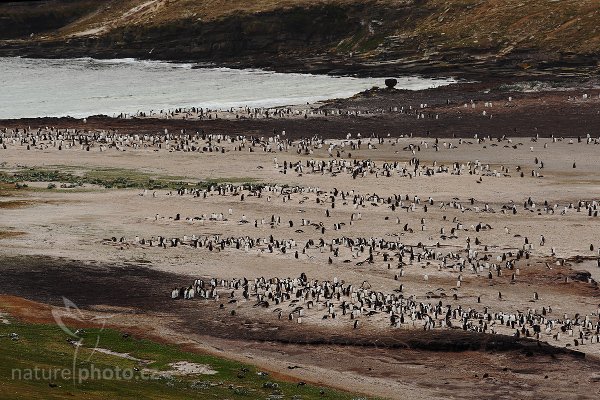 Tučňák oslí (Pygoscelis papua), Tučňák oslí (Pygoscelis papua), Gentoo penguin, Autor: Ondřej Prosický | NaturePhoto.cz, Model: Canon EOS-1D Mark III, Objektiv: Canon EF 500mm f/4 L IS USM, Ohnisková vzdálenost (EQ35mm): 650 mm, stativ Gitzo, Clona: 9.0, Doba expozice: 1/160 s, ISO: 200, Kompenzace expozice: 0, Blesk: Ano, Vytvořeno: 22. ledna 2009 19:31:35, Carcass Island (Falklandské ostrovy) 