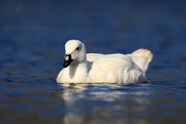 Husice pobřežní (Chloephaga hybrida), Husice pobřežní (Chloephaga hybrida), Kelp goose, Autor: Ondřej Prosický | NaturePhoto.cz, Model: Canon EOS-1D Mark III, Objektiv: Canon EF 500mm f/4 L IS USM, Ohnisková vzdálenost (EQ35mm): 650 mm, stativ Gitzo, Clona: 5.6, Doba expozice: 1/4000 s, ISO: 250, Kompenzace expozice: -1/3, Blesk: Ne, Vytvořeno: 25. ledna 2009 17:14:51, Carcass Island (Falklandské ostrovy) 