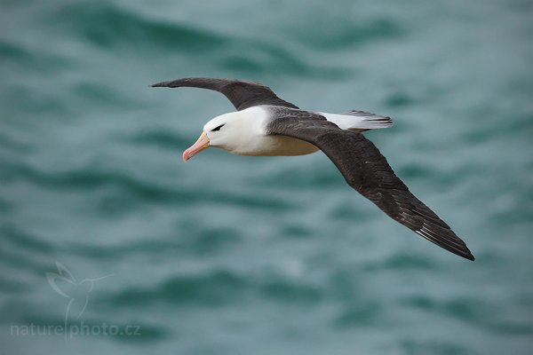 Albatros černobrvý (Thalassarche melanophris), Albatros černobrvý (Thalassarche melanophris), Black-browed albratross, Autor: Ondřej Prosický | NaturePhoto.cz, Model: Canon EOS-1D Mark III, Objektiv: Canon EF 500mm f/4 L IS USM, Ohnisková vzdálenost (EQ35mm): 650 mm, stativ Gitzo, Clona: 6.3, Doba expozice: 1/1600 s, ISO: 400, Kompenzace expozice: 0, Blesk: Ne, Vytvořeno: 22. ledna 2009 17:04:05, Saunders Island (Falklandské ostrovy)