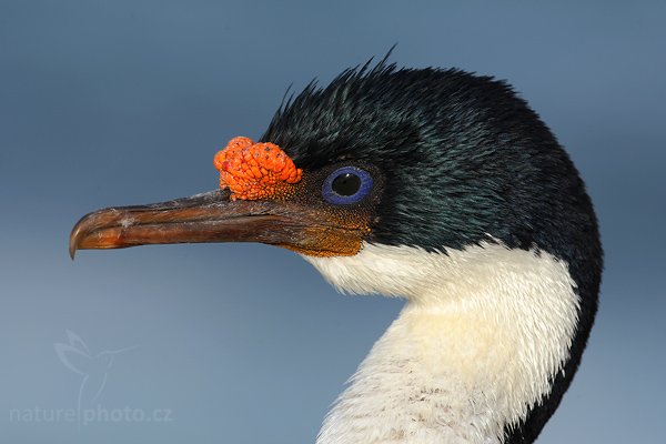 Kormorán císařský (Phalacrocorax atriceps), Kormorán císařský (Phalacrocorax atriceps), Imperial Shag, Autor: Ondřej Prosický | NaturePhoto.cz, Model: Canon EOS-1D Mark III, Objektiv: Canon EF 500mm f/4 L IS USM, Ohnisková vzdálenost (EQ35mm): 650 mm, stativ Gitzo, Clona: 9.0, Doba expozice: 1/250 s, ISO: 200, Kompenzace expozice: 0, Blesk: Ne, Vytvořeno: 22. ledna 2009 19:00:59, Saunders Island (Falklandské ostrovy) 