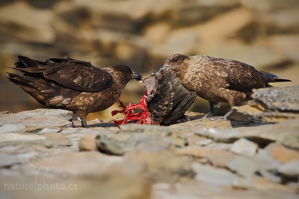 Chaluha jižní (Stercorarius antarcticus), Chaluha jižní (Catharacta antarctica, Stercorarius antarcticus), Brown skua, Autor: Ondřej Prosický | NaturePhoto.cz, Model: Canon EOS-1D Mark III, Objektiv: Canon EF 500mm f/4 L IS USM, Ohnisková vzdálenost (EQ35mm): 650 mm, stativ Gitzo, Clona: 8.0, Doba expozice: 1/800 s, ISO: 400, Kompenzace expozice: -1/3, Blesk: Ne, Vytvořeno: 18. ledna 2009 17:18:06, SEa Lion Island (Falklandské ostrovy) 