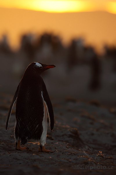 Tučňák oslí (Pygoscelis papua), Tučňák oslí (Pygoscelis papua), Gentoo penguin, Autor: Ondřej Prosický | NaturePhoto.cz, Model: Canon EOS 5D Mark II, Objektiv: Canon EF 500mm f/4 L IS USM, stativ Gitzo, Clona: 7.1, Doba expozice: 1/250 s, ISO: 640, Kompenzace expozice: -2, Blesk: Ne, Vytvořeno: 22. ledna 2009 20:49:52, Carcass Island (Falklandské ostrovy) 