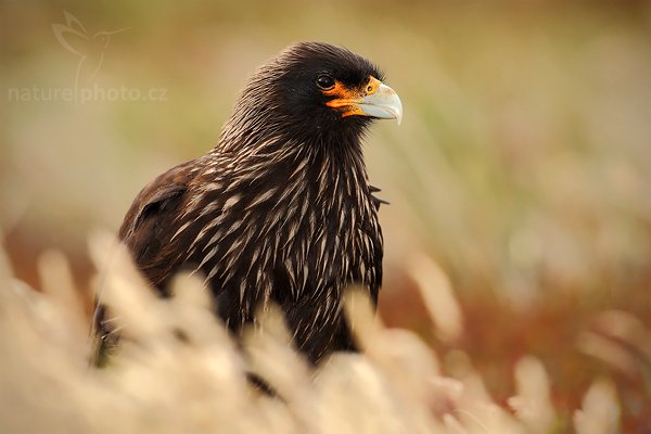 Čimango falklandský (Phalcoboenus australis), Čimango falklandský (Phalcoboenus australis), Strieted caracara, Autor: Ondřej Prosický | NaturePhoto.cz, Model: Canon EOS-1D Mark III, Objektiv: Canon EF 500mm f/4 L IS USM, Ohnisková vzdálenost (EQ35mm): 650 mm, stativ Gitzo, Clona: 7.1, Doba expozice: 1/400 s, ISO: 320, Kompenzace expozice: -2/3, Blesk: Ano, Vytvořeno: 18. ledna 2009 9:25:44, Carcass Island (Falklandské ostrovy) 