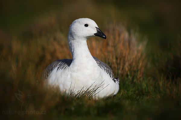 Husice magellanská (Chloephaga picta), Husice magellanská (Chloephaga picta), Upland goose, Autor: Ondřej Prosický | NaturePhoto.cz, Model: Canon EOS-1D Mark III, Objektiv: Canon EF 500mm f/4 L IS USM, Ohnisková vzdálenost (EQ35mm): 650 mm, stativ Gitzo, Clona: 4.0, Doba expozice: 1/6400 s, ISO: 200, Kompenzace expozice: -1/3, Blesk: Ne, Vytvořeno: 12. ledna 2009 21:57:00, Carcass Island (Falklandské ostrovy) 