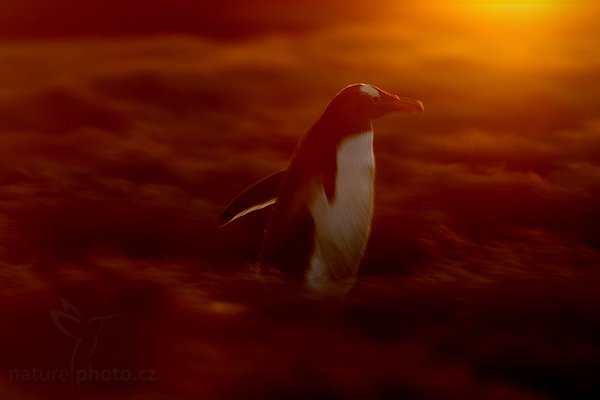 Tučňák oslí (Pygoscelis papua), Tučňák oslí (Pygoscelis papua), Gentoo penguin, Autor: Ondřej Prosický | NaturePhoto.cz, Model: Canon EOS-1D Mark III, Objektiv: Canon EF 500mm f/4 L IS USM, Ohnisková vzdálenost (EQ35mm): 650 mm, stativ Gitzo, Clona: 11, Doba expozice: 1/13 s, ISO: 50, Kompenzace expozice: -1 2/3, Blesk: Ne, Vytvořeno: 17. ledna 2009 20:57:13, Sea Lion Island (Falklandské ostrovy) 