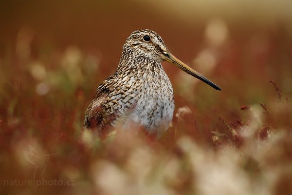 Bekasina jihoamerická (Gallinago paraguaiae magellanica)