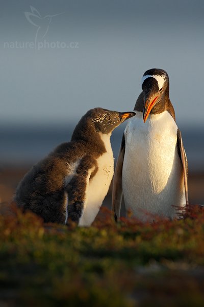 Tučňák oslí (Pygoscelis papua), Tučňák oslí (Pygoscelis papua), Gentoo penguin, Autor: Ondřej Prosický | NaturePhoto.cz, Model: Canon EOS-1D Mark III, Objektiv: Canon EF 500mm f/4 L IS USM, Ohnisková vzdálenost (EQ35mm): 650 mm, stativ Gitzo, Clona: 8.0, Doba expozice: 1/250 s, ISO: 250, Kompenzace expozice: -2/3, Blesk: Ne, Vytvořeno: 17. ledna 2009 20:33:10, Carcass Island (Falklandské ostrovy) 