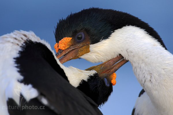 Kormorán císařský  (Phalacrocorax atriceps), Kormorán císařský (Phalacrocorax atriceps), Imperial Shag, Autor: Ondřej Prosický | NaturePhoto.cz, Model: Canon EOS-1D Mark III, Objektiv: Canon EF 500mm f/4 L IS USM, Ohnisková vzdálenost (EQ35mm): 650 mm, stativ Gitzo, Clona: 6.3, Doba expozice: 1/640 s, ISO: 320, Kompenzace expozice: -1/3, Blesk: Ne, Vytvořeno: 18. ledna 2009 18:56:13, Volunteer Point (Falklandské ostrovy) 